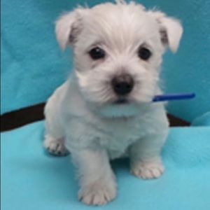 THIS ISN’T ME. It’s Mom’s asshat puppy.